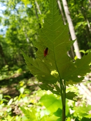 Coccobaphes frontifer