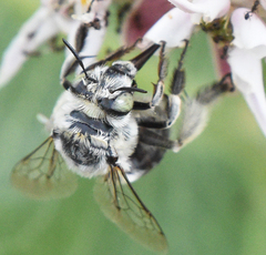 Anthophora terminalis