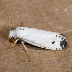 Prodoxus marginatus