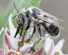Anthophora terminalis
