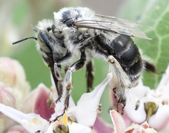 Anthophora terminalis