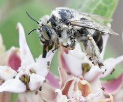 Anthophora terminalis