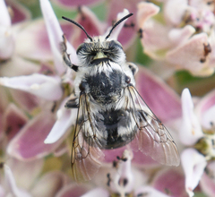 Anthophora terminalis