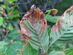 Orchestes fagi