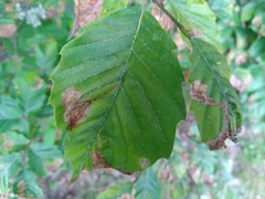 Orchestes fagi