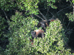 Chiropotes sagulatus