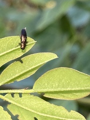 Agrilus cuprescens