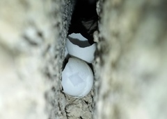 Hemidactylus flaviviridis