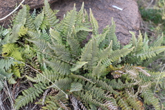 Cheilanthes buchtienii