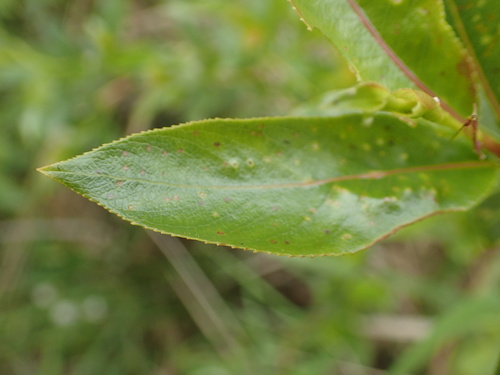 Image of Salix serissima by no rights reserved