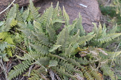Cheilanthes buchtienii