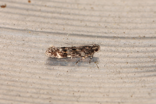 Glauce pectenalaeella photo 5