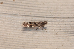 Glauce pectenalaeella