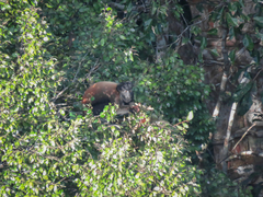 Chiropotes sagulatus