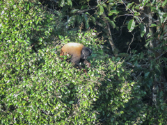 Chiropotes sagulatus