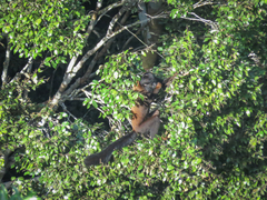 Chiropotes sagulatus