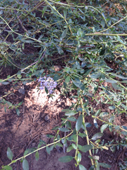 Ceanothus parvifolius
