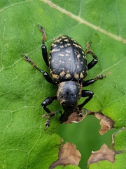 Liparus glabrirostris