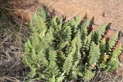 Cheilanthes buchtienii
