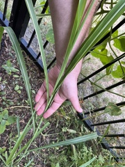 Sorghum halepense
