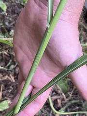 Sorghum halepense