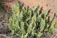 Cheilanthes buchtienii