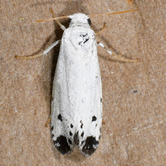 Prodoxus marginatus