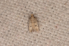 Carolana ascriptella