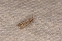 Carolana ascriptella