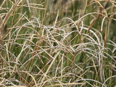 Poaceae