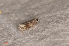 Olethreutes appendiceum