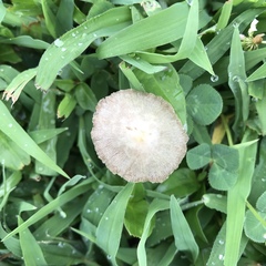 Conocybe apala albipes