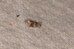 Olethreutes appendiceum