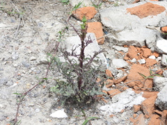 Cichorieae