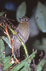 Schiffornis veraepacis