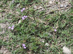 Glandularia bipinnatifida