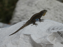 Sceloporus grammicus