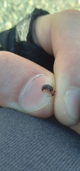 Endeodes collaris