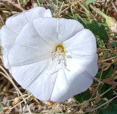 Convolvulus arvensis