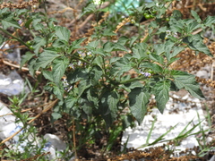 Solanum