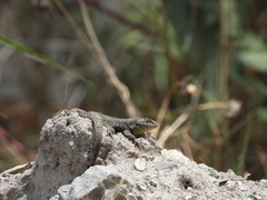 Sceloporus grammicus
