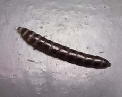 Tenebrio molitor