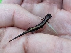 Plethodon shenandoah