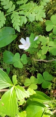 Oxalis montana image