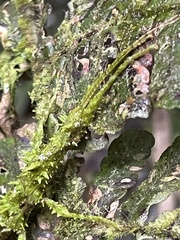 Lamponius portoricensis