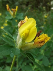 Chamaecytisus supinus