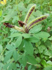 Chamaecytisus supinus