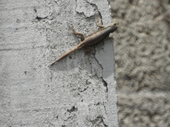 Sceloporus grammicus