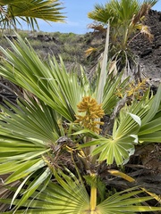 Pritchardia affinis