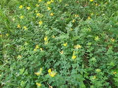 Chamaecytisus supinus
